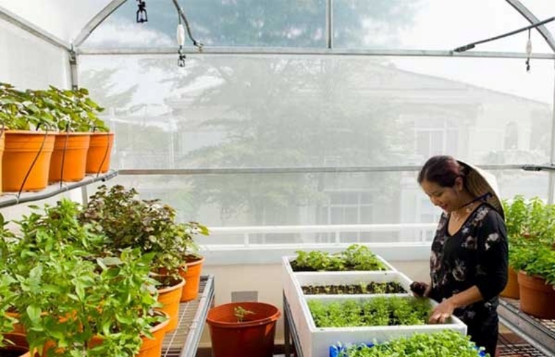 Tấm lợp poly được sử dụng làm mái nhà kính trồng rau mini.